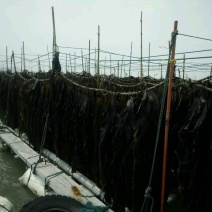 干海带福建海带特产干海带干货无沙厚海带结无盐凉拌煲汤火锅