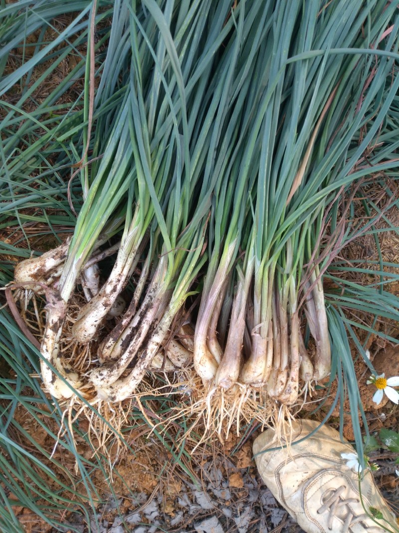 荞头