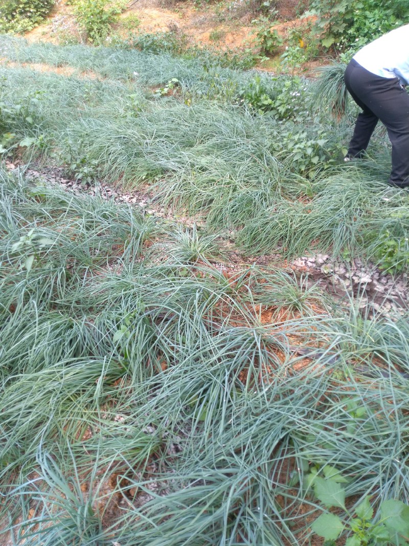 荞头