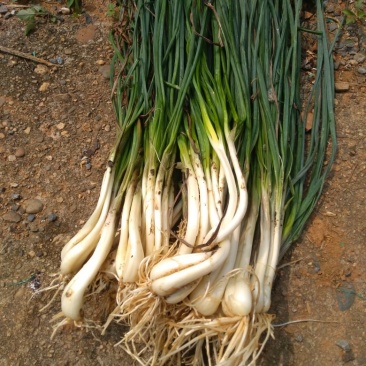 荞头