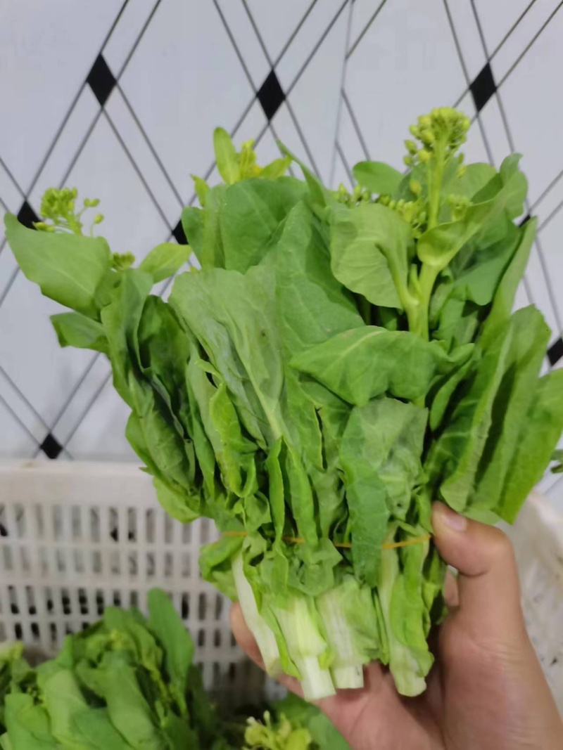 ［白菜苔］大量供应，价格实惠，产地直销欢迎咨询订购