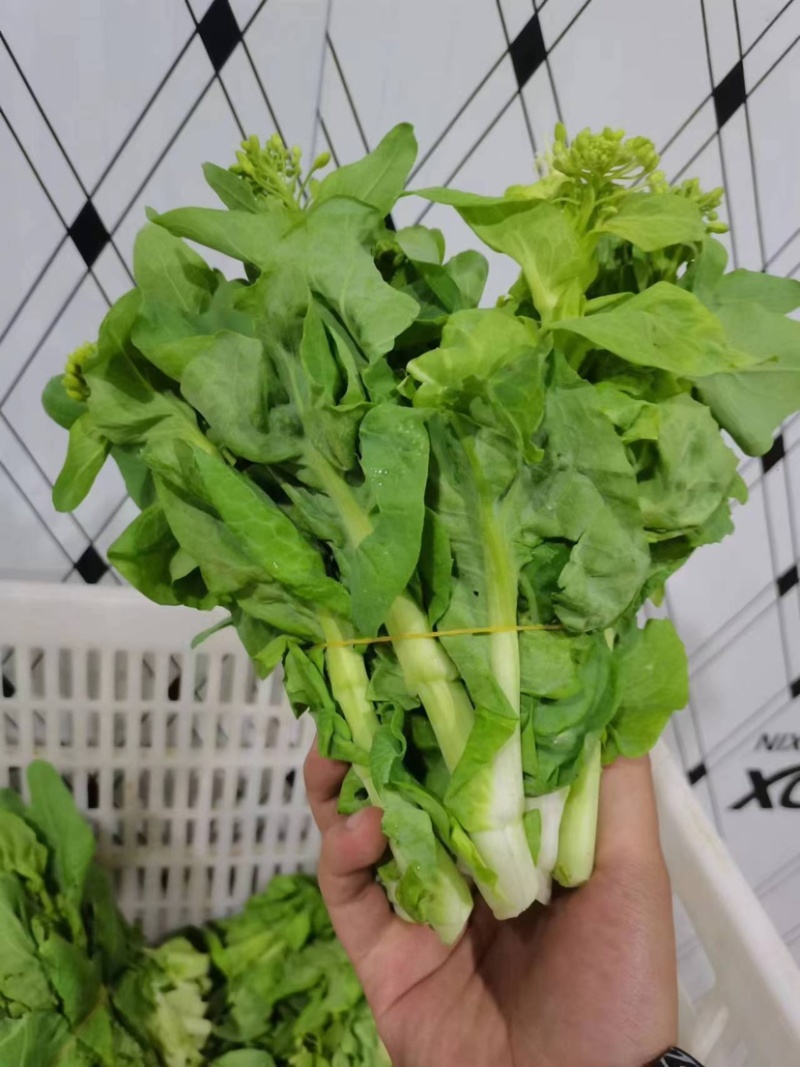 ［白菜苔］大量供应，价格实惠，产地直销欢迎咨询订购
