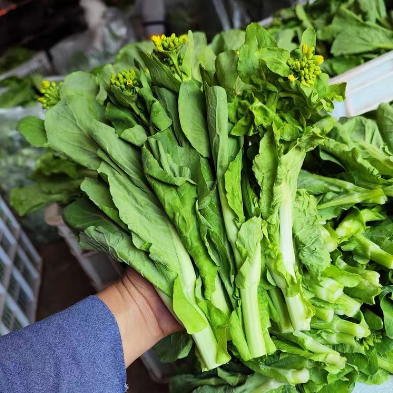［白菜苔］大量供应，价格实惠，产地直销欢迎咨询订购