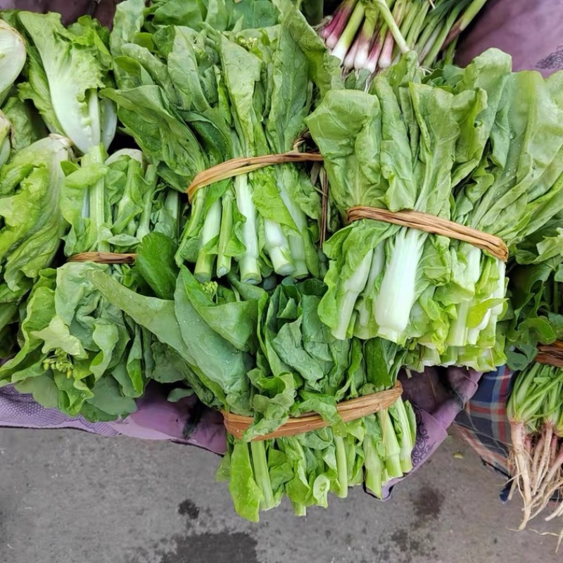 ［白菜苔］大量供应，价格实惠，产地直销欢迎咨询订购