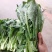 ［白菜苔］大量供应，价格实惠，产地直销欢迎咨询订购