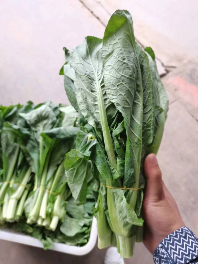 ［白菜苔］大量供应，价格实惠，产地直销欢迎咨询订购