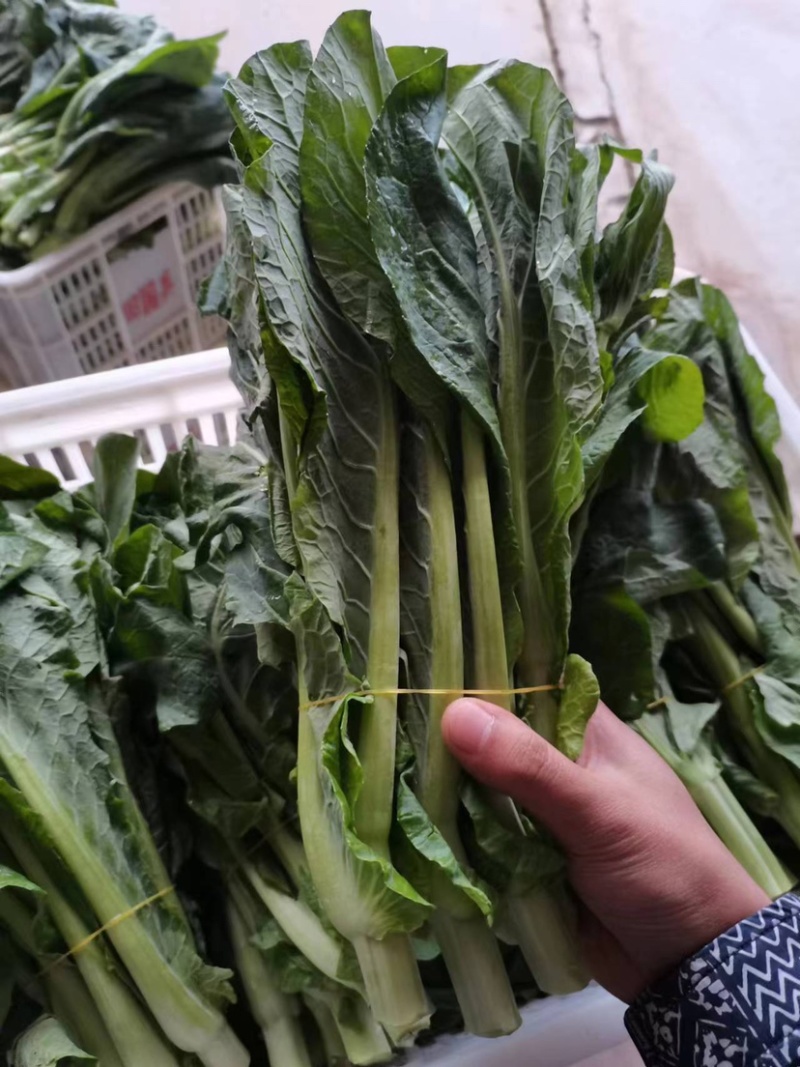 ［白菜苔］大量供应，价格实惠，产地直销欢迎咨询订购