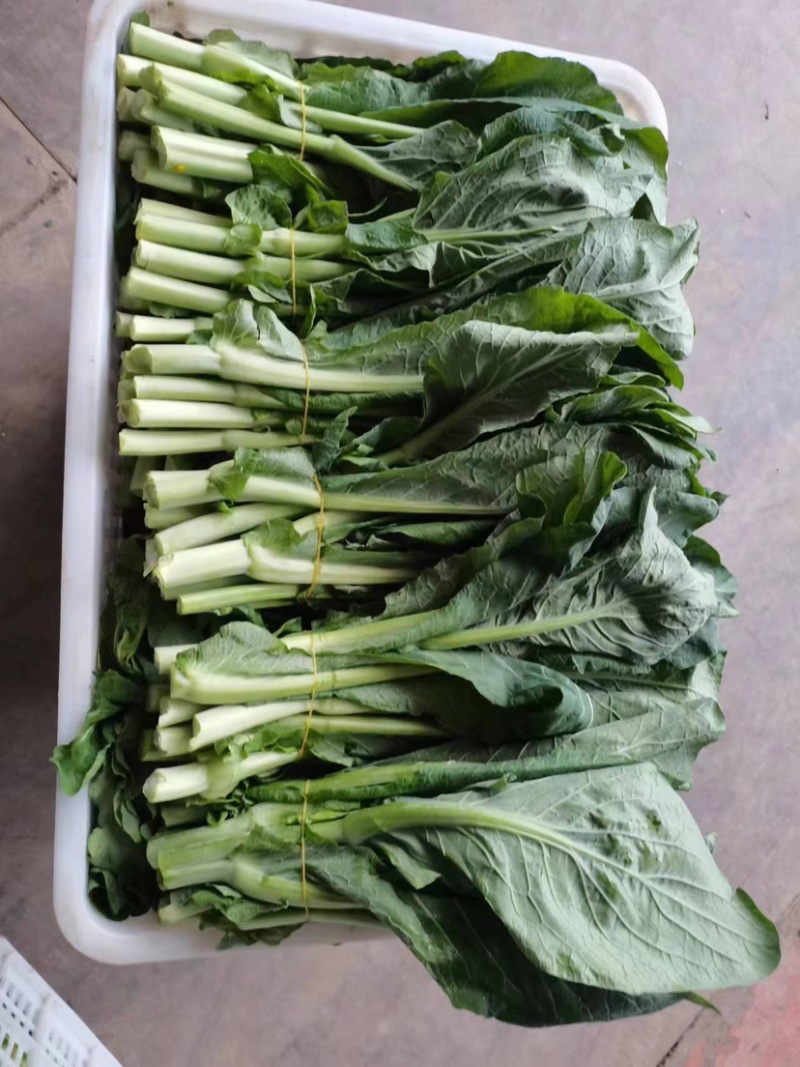 ［白菜苔］大量供应，价格实惠，产地直销欢迎咨询订购