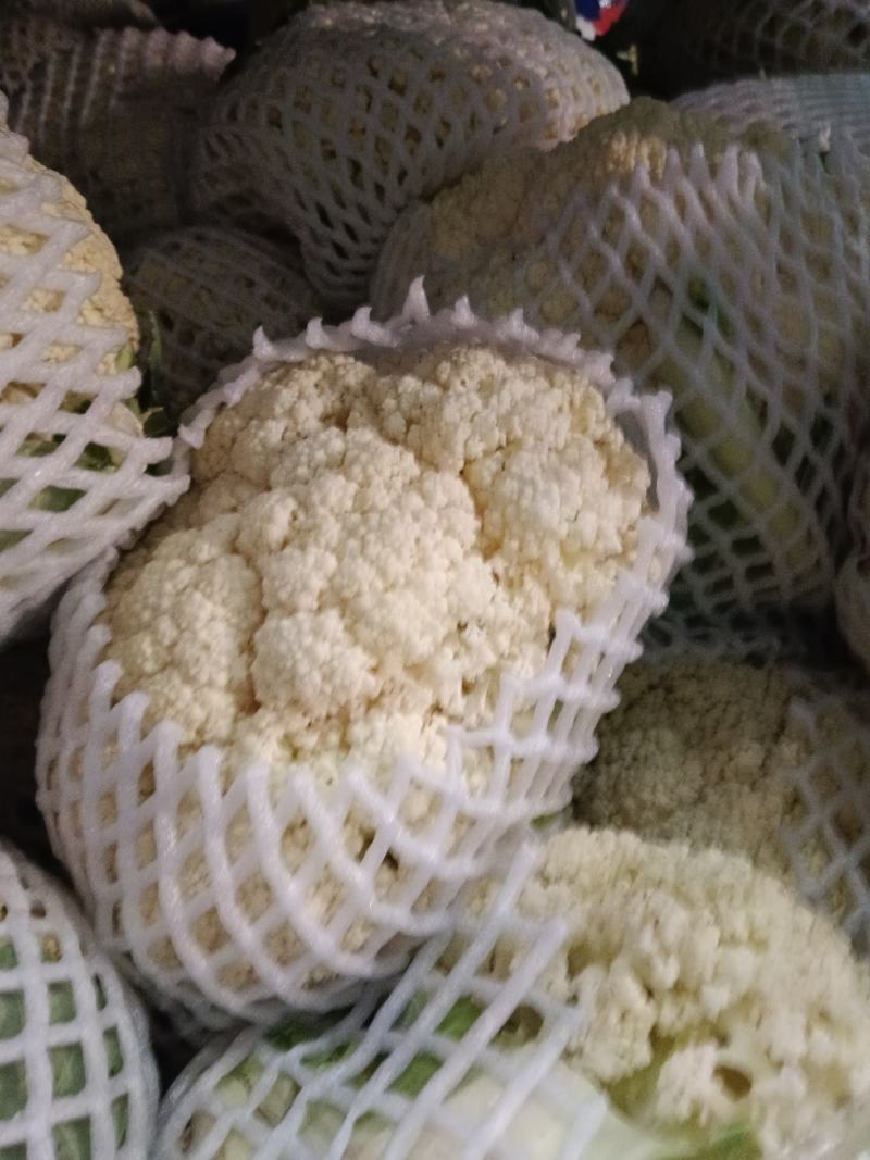 河南鲜花菜大量现货，青梗面白小米花，长期供应
