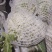 河南鲜花菜大量现货,青梗面白小米花,长期供应