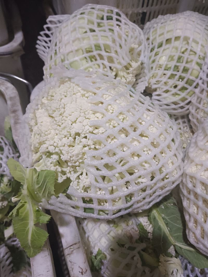 河南鲜花菜大量现货，青梗面白小米花，长期供应
