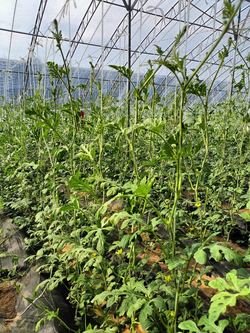 2k小西瓜预定中，欢迎各地老板选购