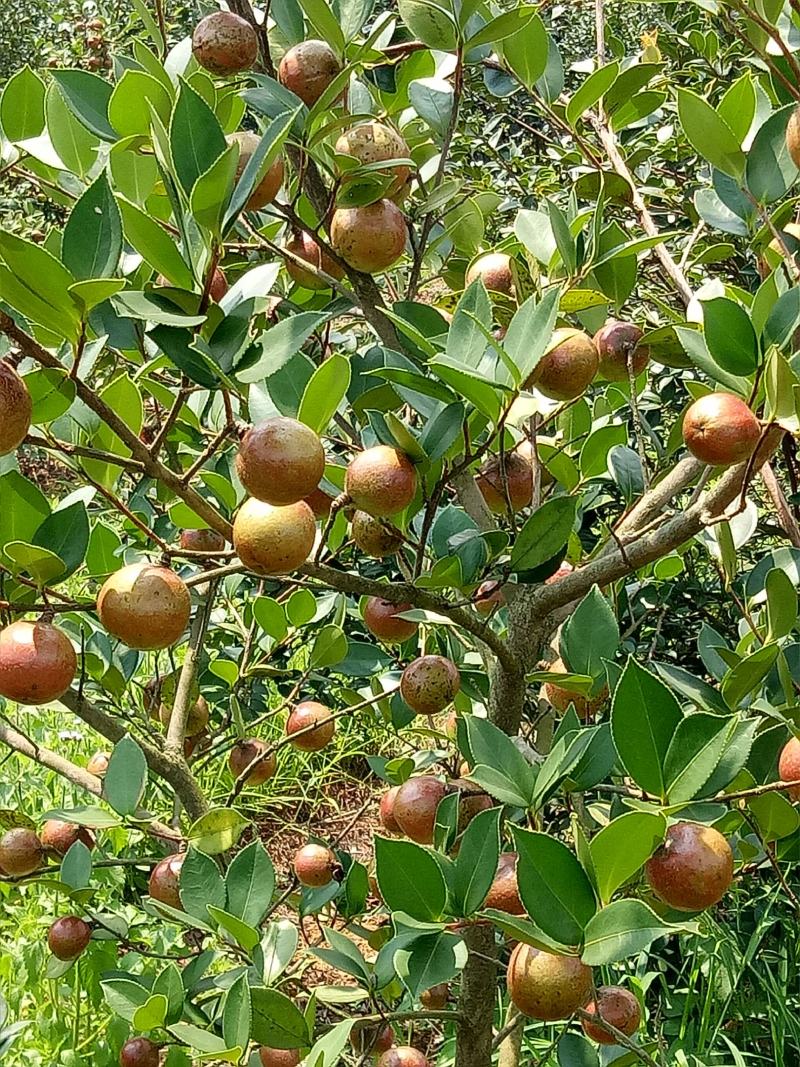 油茶果油茶籽油茶油山茶果山茶籽山茶油