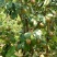 油茶果油茶籽油茶油山茶果山茶籽山茶油