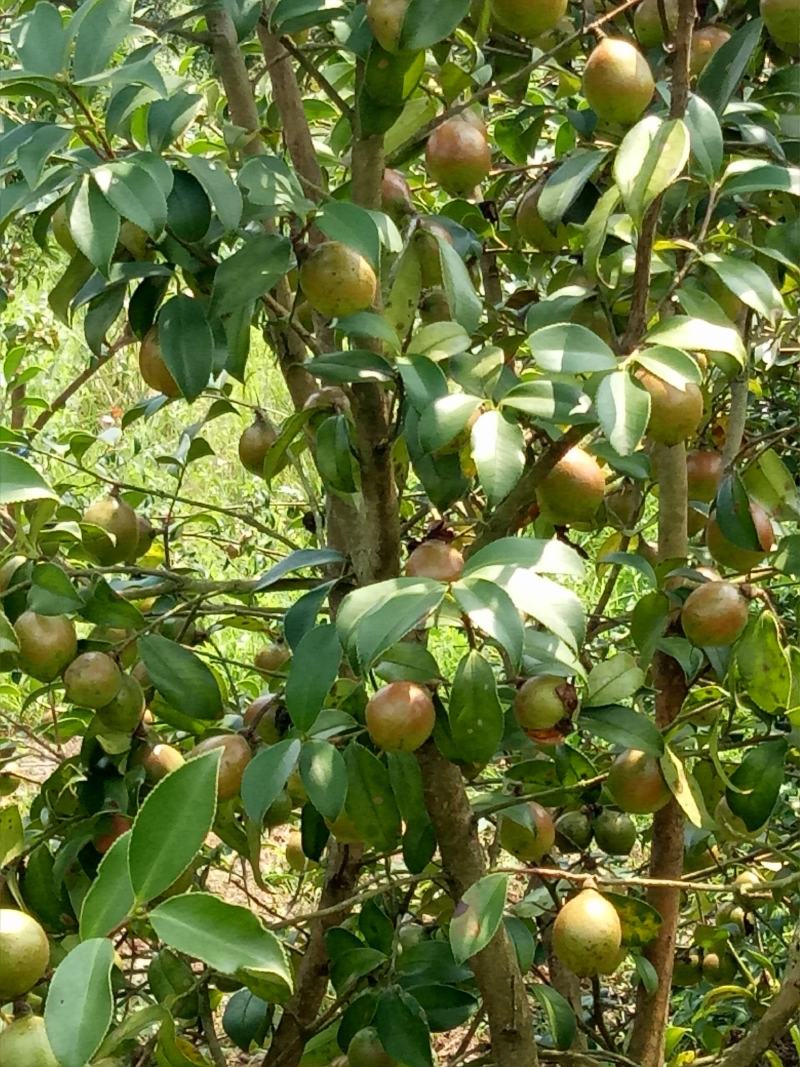 油茶果油茶籽油茶油山茶果山茶籽山茶油