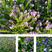 蓝蓟种子刺头种子阳台盆栽工程绿化花海种子花蓟草花卉种子