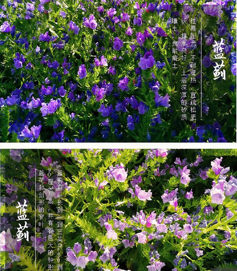 蓝蓟种子刺头种子阳台盆栽工程绿化花海种子花蓟草花卉种子