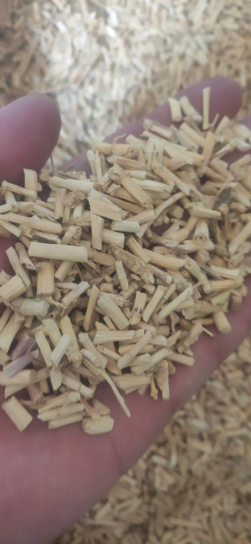 白毛根干货白茅根白毛花中药材欢迎选购！