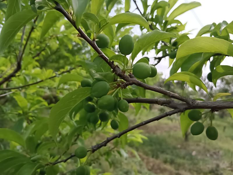 广东省韶关市翁源县优质三华李一年苗、两年苗