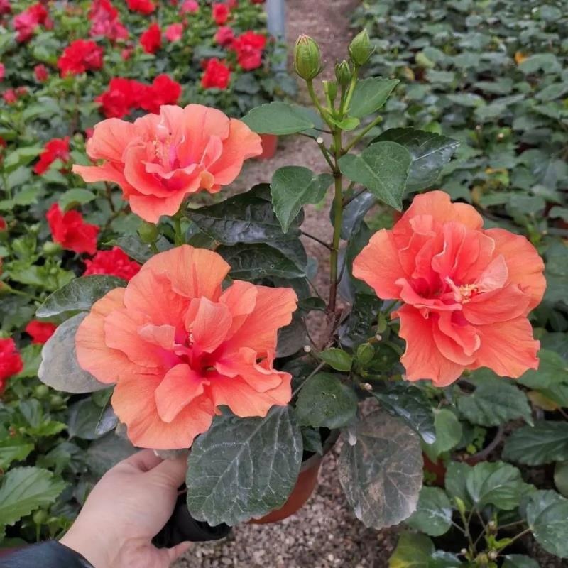 丹麦木槿扶桑花观赏盆栽花阳台客厅庭院四季开花