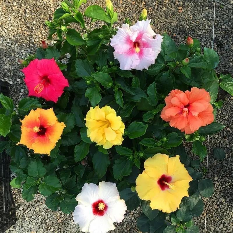 丹麦木槿扶桑花观赏盆栽花阳台客厅庭院四季开花