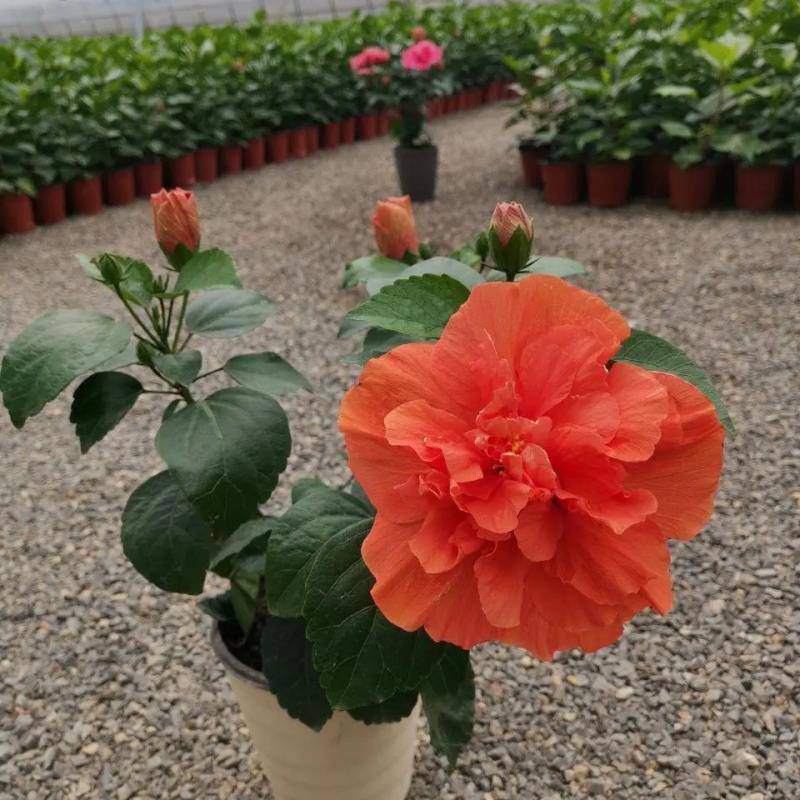 丹麦木槿扶桑花观赏盆栽花阳台客厅庭院四季开花