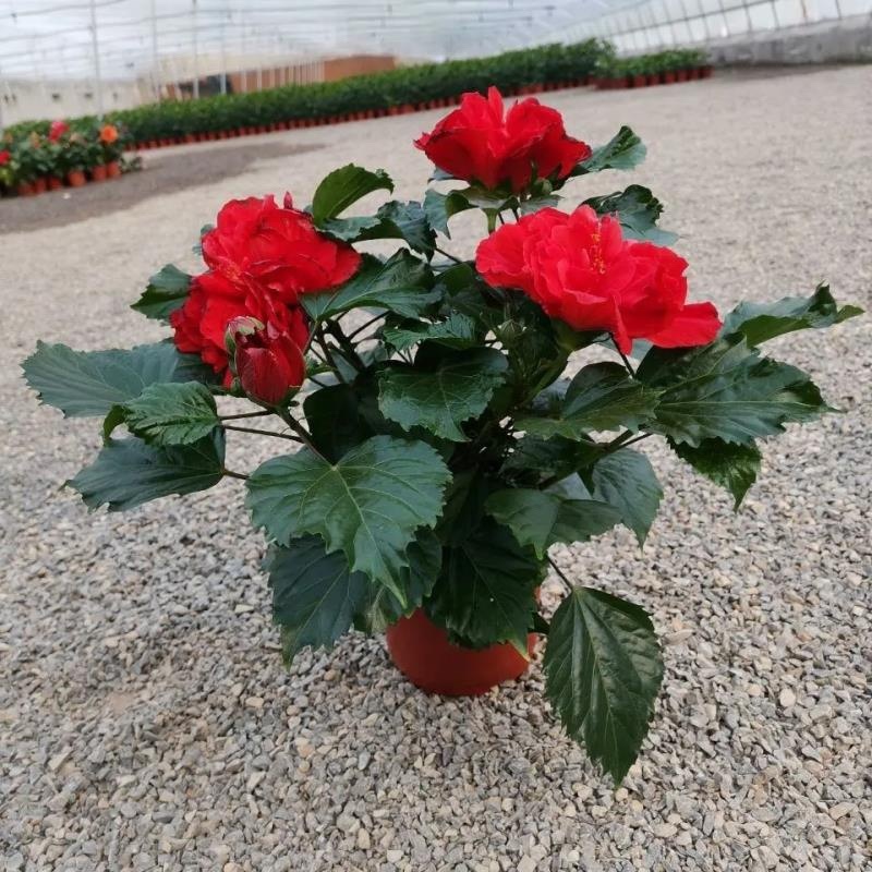 丹麦木槿扶桑花观赏盆栽花阳台客厅庭院四季开花