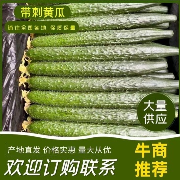 【推荐】黄瓜/蜜刺黄瓜/电商黄瓜/河南黄瓜全国供货
