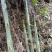广西来宾金秀水煮苦笋可以真空包装