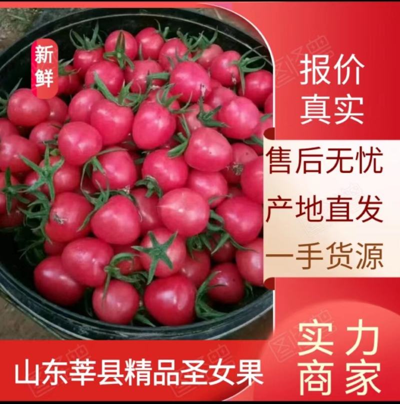 莘县千禧圣女果大量上市长期供货欢迎致电