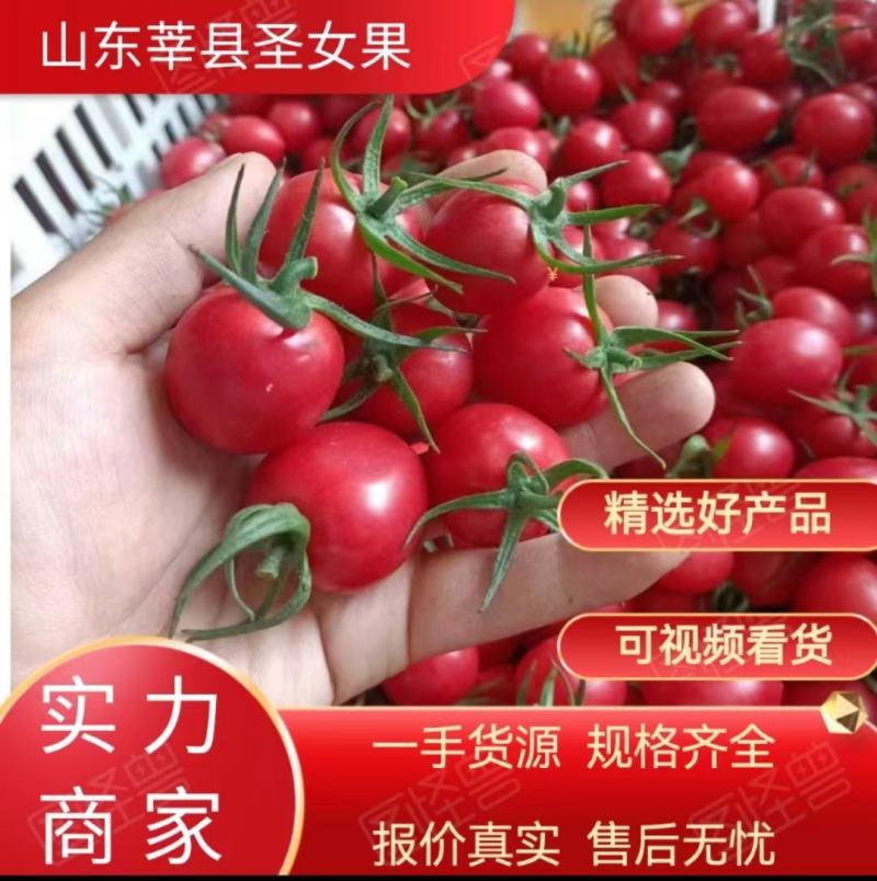 莘县千禧圣女果大量上市长期供货欢迎致电