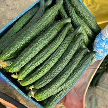 密刺黄瓜大量上市中品质保障量大优惠对接商超社区团购