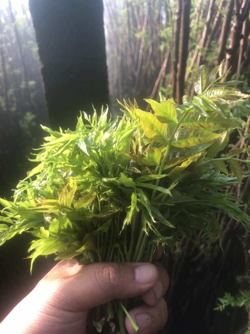 山东香椿芽，精品香椿芽，长期供货，大量供应。