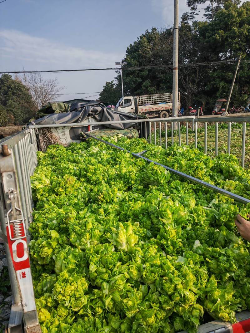 儿菜大量出货中大基地出货欢迎各位老板来买