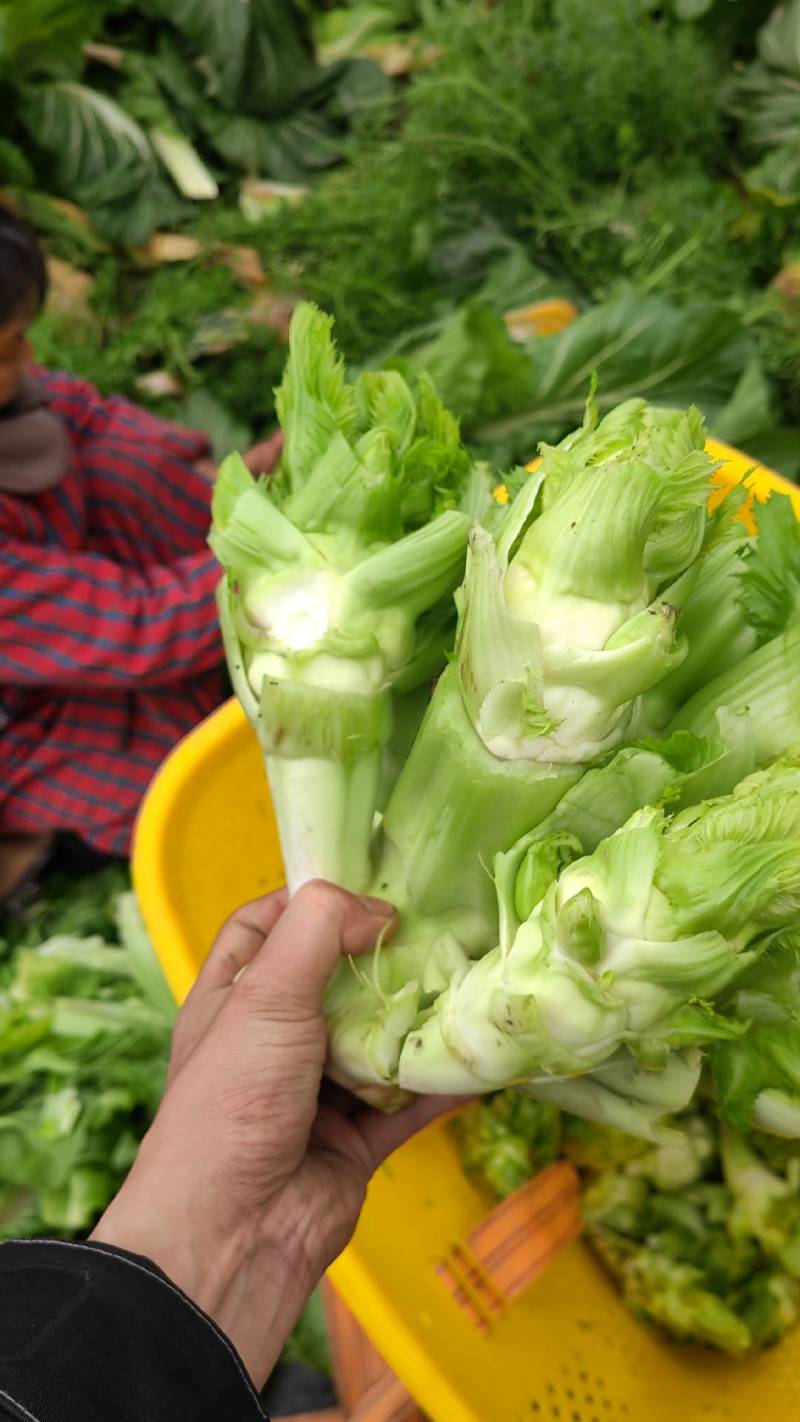 儿菜大量出货中大基地出货欢迎各位老板来买