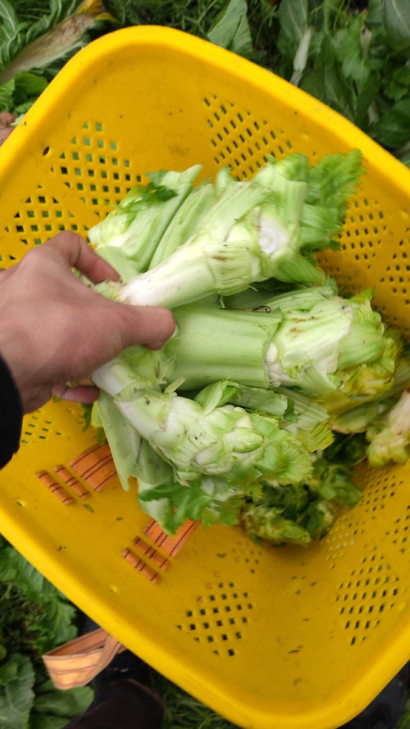 儿菜大量出货中大基地出货欢迎各位老板来买