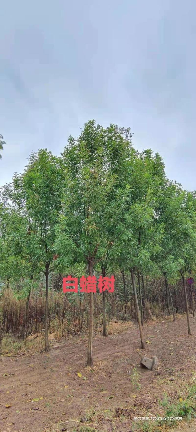 花木树，白蜡，女贞，楸树