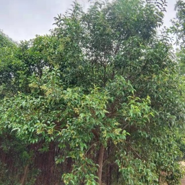 花木树，白蜡，女贞，楸树