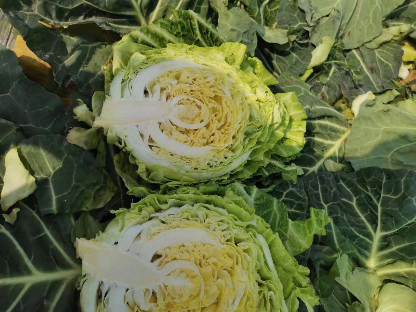 凉拌牛心甘蓝菜成品,色泽翠绿,调料搭配自然 牛心甘蓝菜凉拌成品图