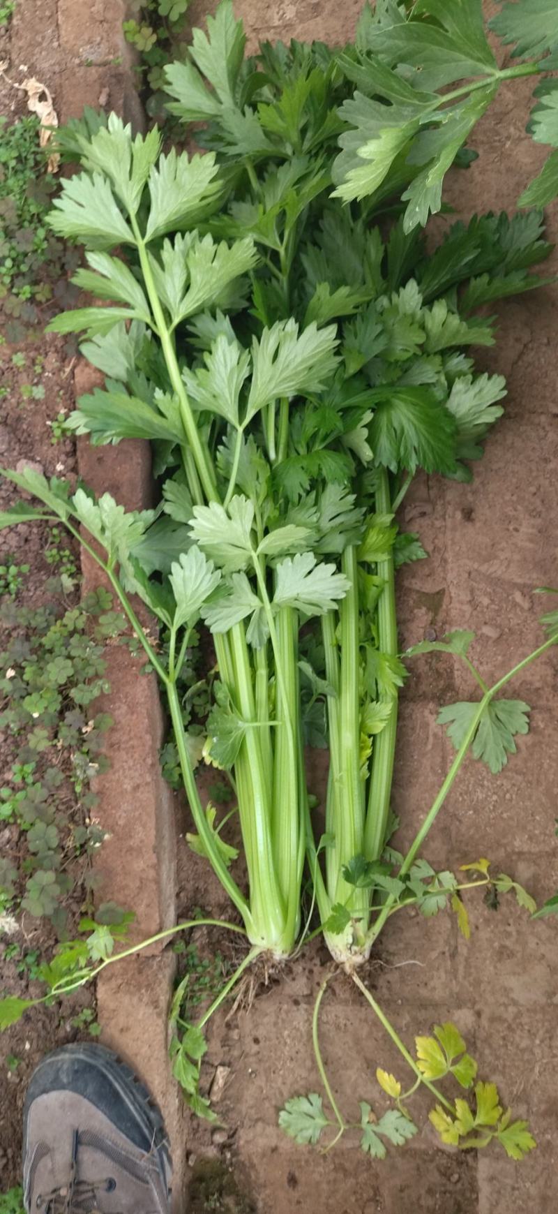 芹菜7毛