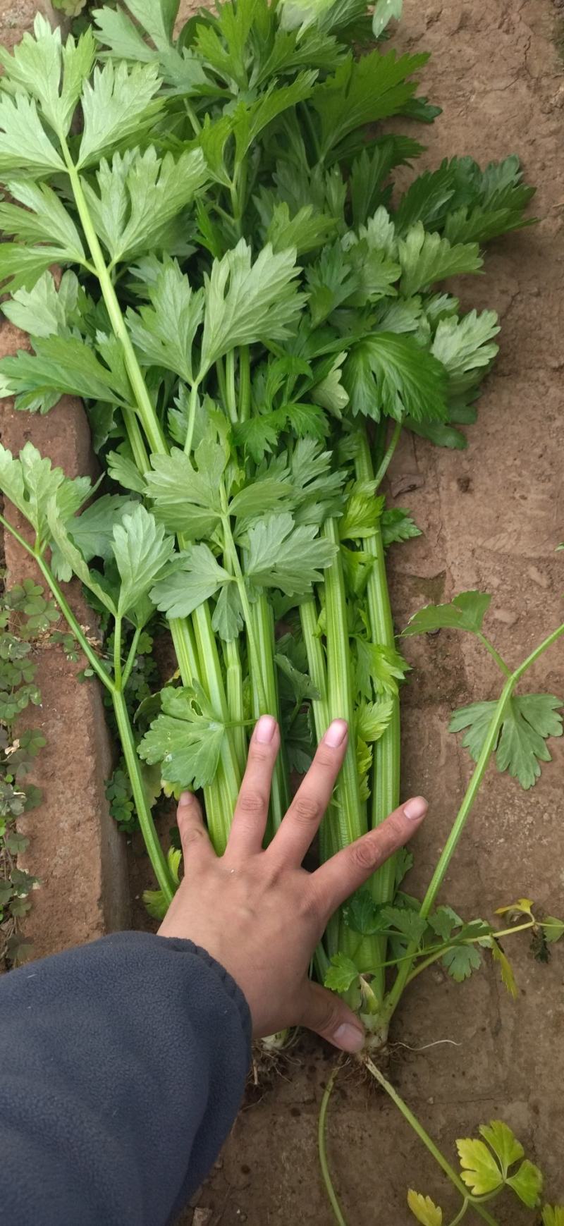 芹菜7毛
