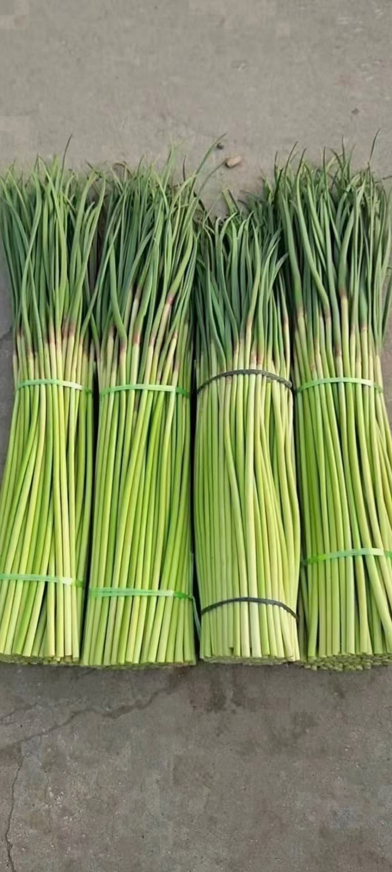 精品红帽蒜苔一手货源产地直发货源充足对接全国
