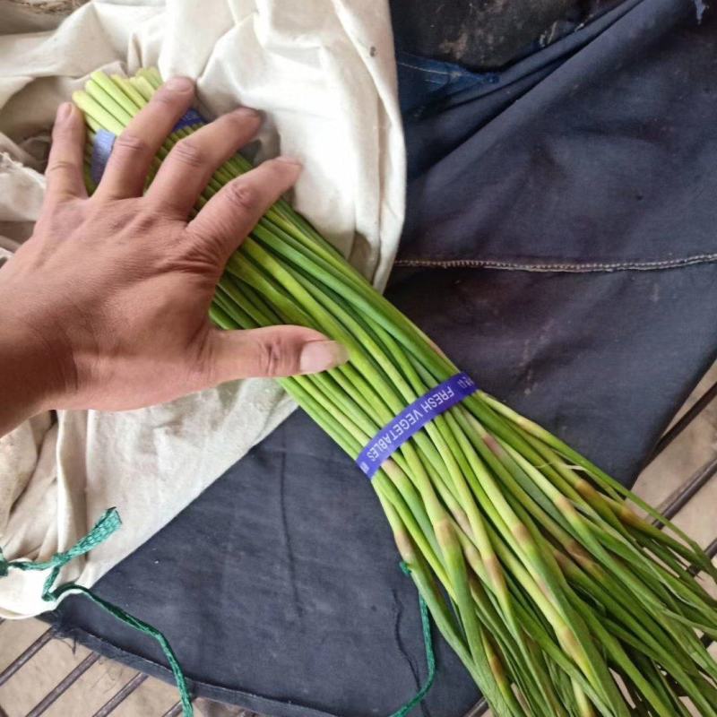 精品红帽蒜苔一手货源产地直发货源充足对接全国