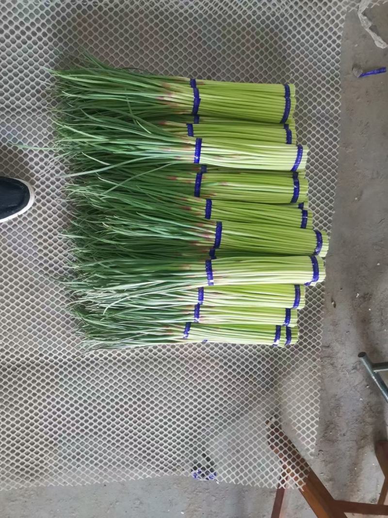 精品红帽蒜苔一手货源产地直发货源充足对接全国