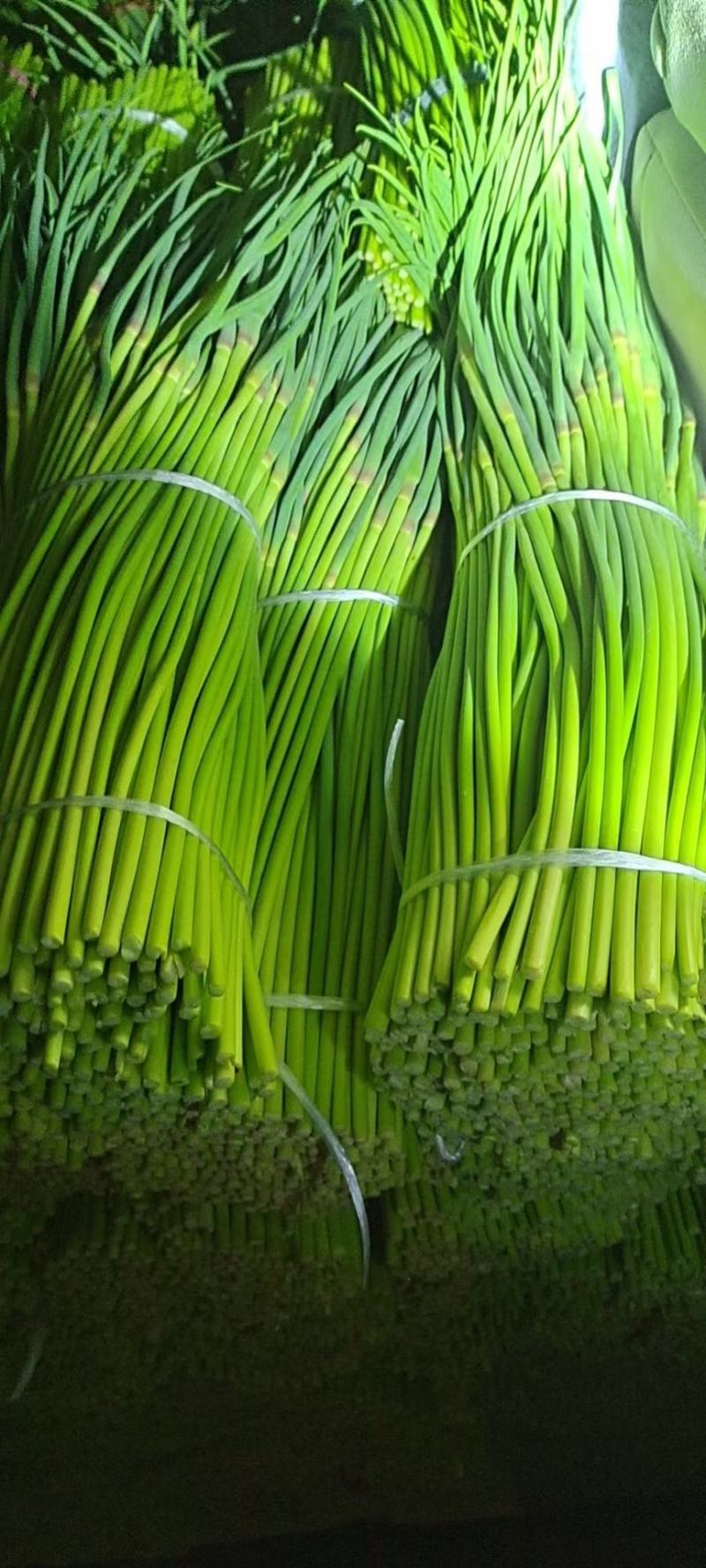精品红帽蒜苔一手货源产地直发货源充足对接全国