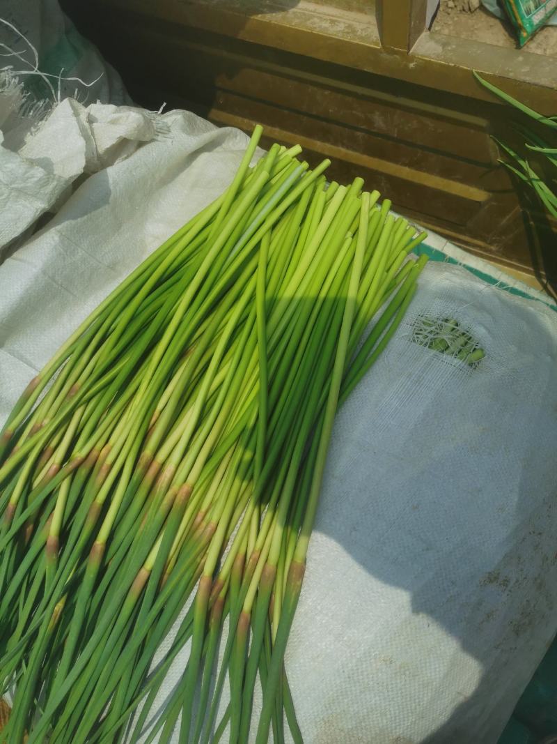 精品红帽蒜苔一手货源产地直发货源充足对接全国