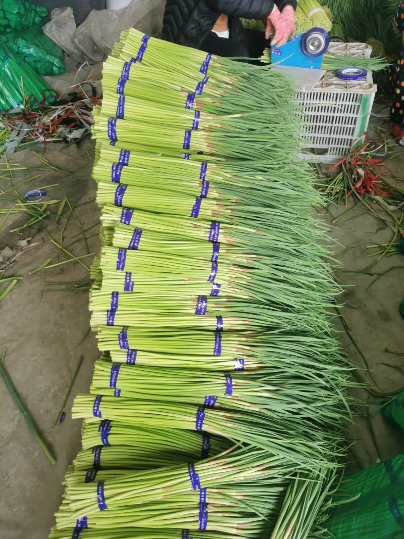 精品红帽蒜苔一手货源产地直发货源充足对接全国