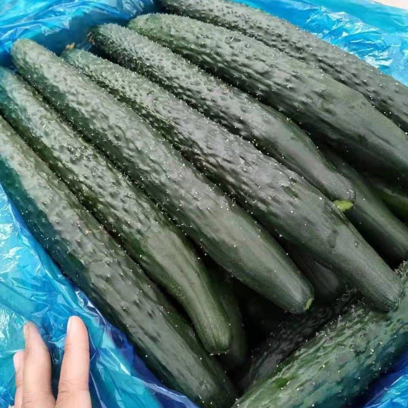 河北藁城黄瓜大量上市电商平台大量供货