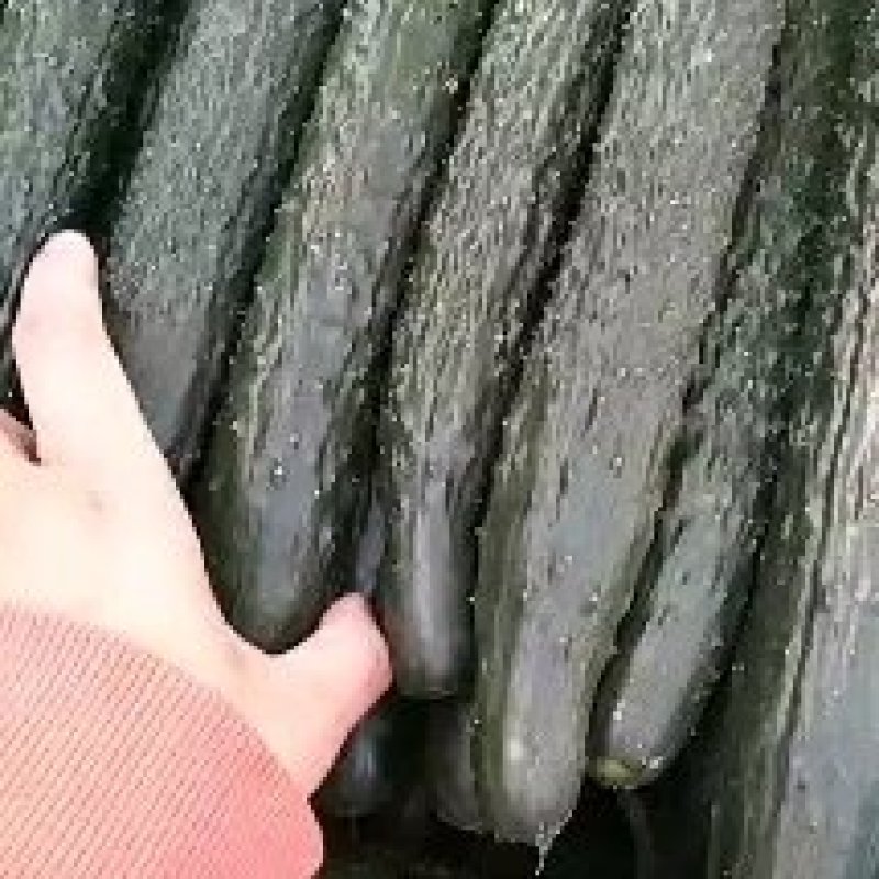 河北藁城黄瓜大量上市电商平台大量供货