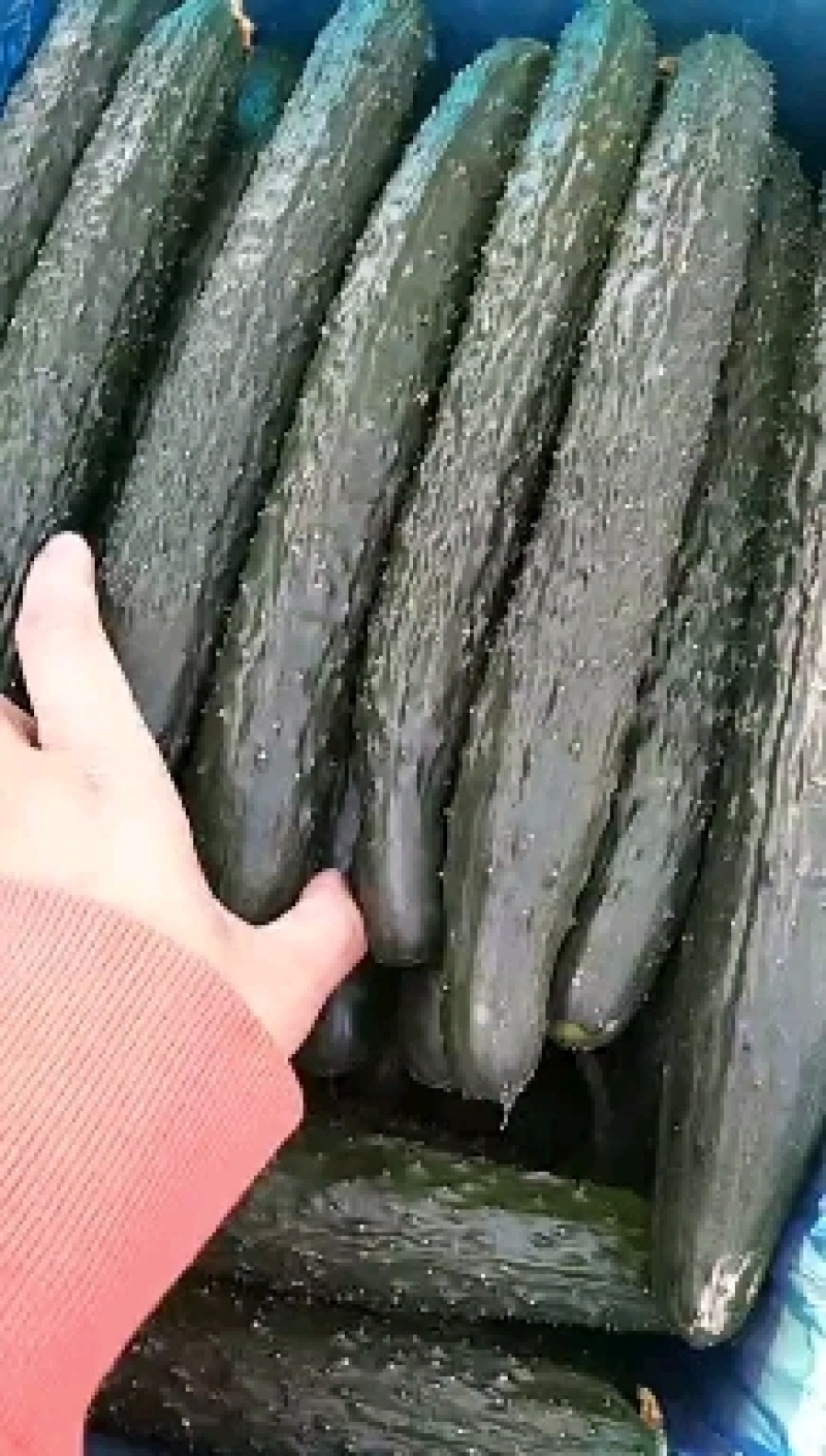 河北藁城黄瓜大量上市电商平台大量供货